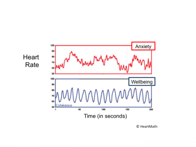 The heart rate in a state of cardiac coherence is more regular.